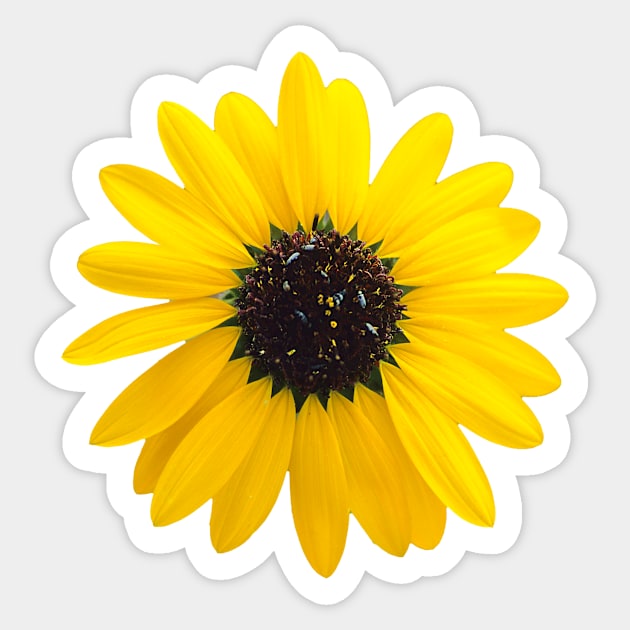 sunflower blossom design Sticker by pholange